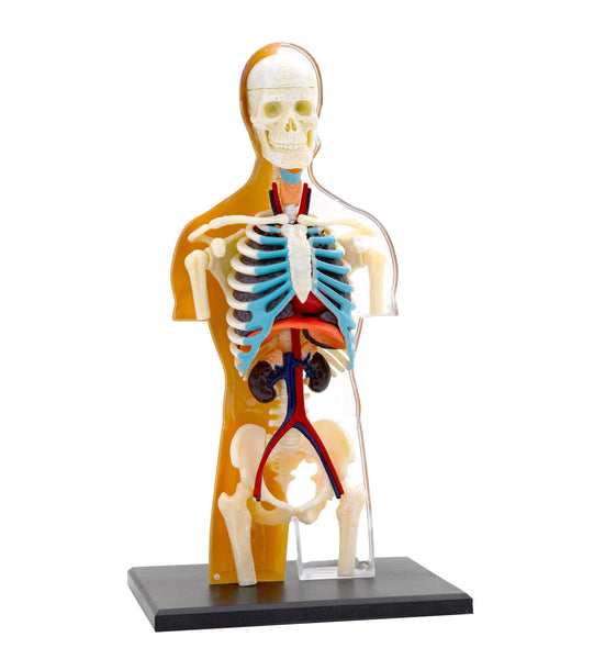 Human Body Anatomy Model - Educational 3D toy