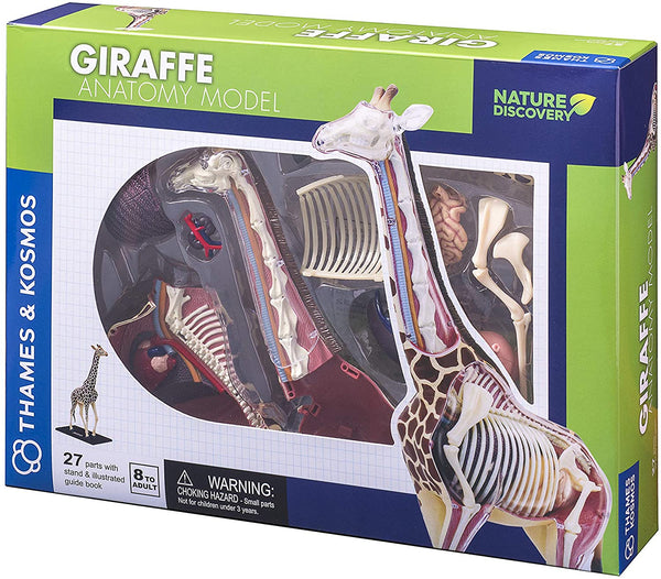 Giraffe Anatomy Model - Educational 3D toy