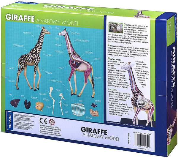 Giraffe Anatomy Model - Educational 3D toy